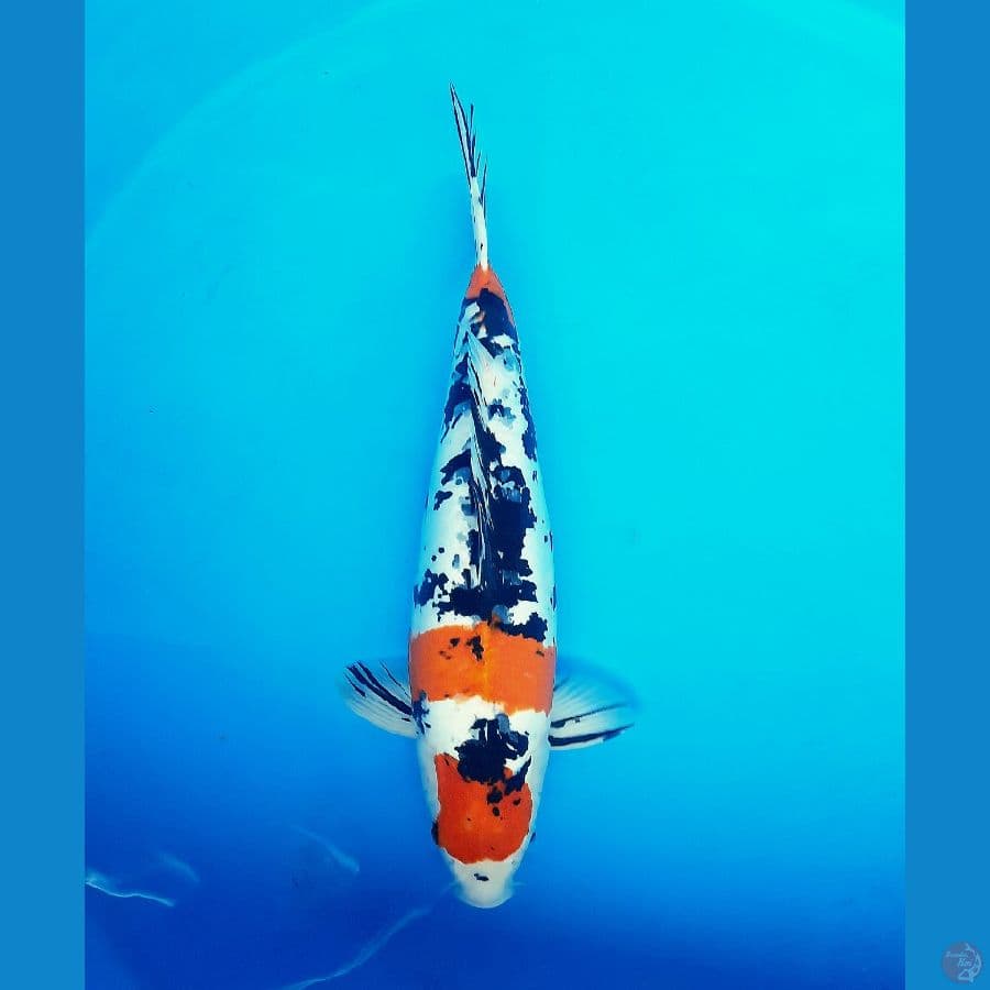 Mariten sanke doitsu 54bu Female