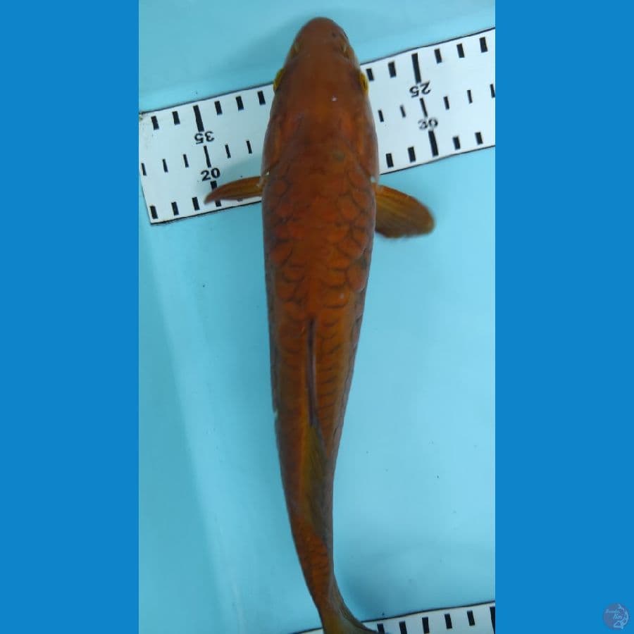 27cm penjinak