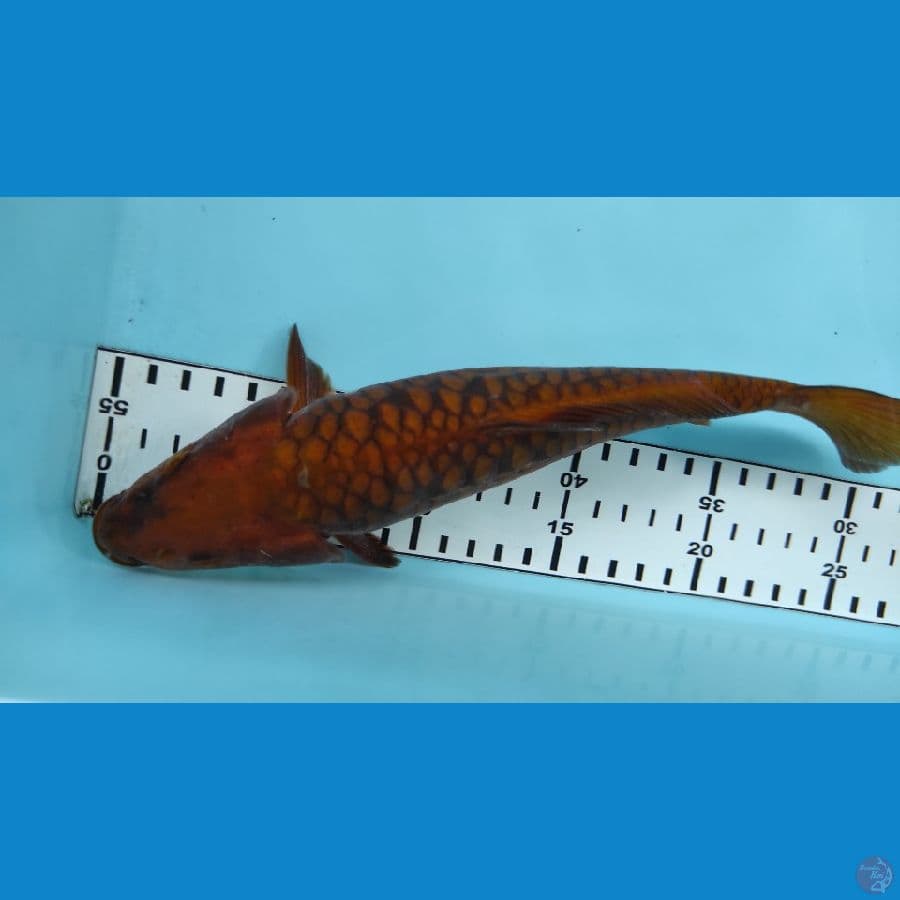 25cm naga