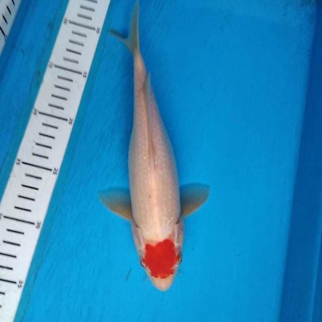 Tancho kohaku