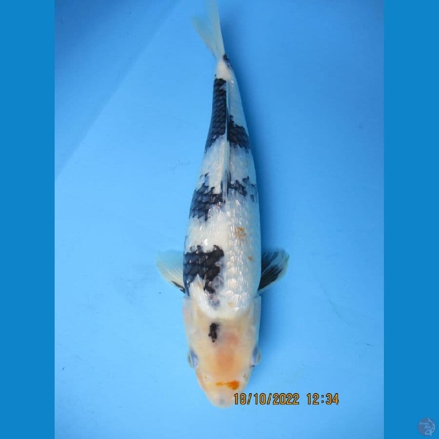 MKC KOI GRUB