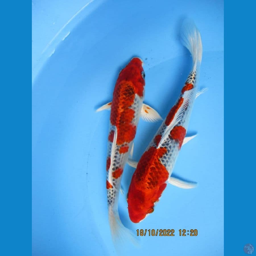MKC KOI GRUB