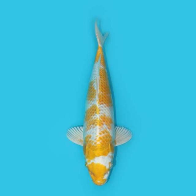 HARIWAKE 30 CM