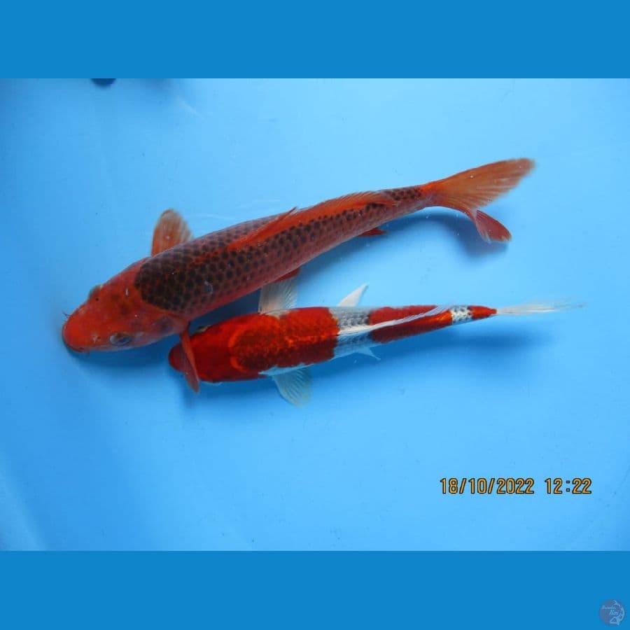 MKC KOI GRUB