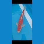 Goshiki red strong 50cm