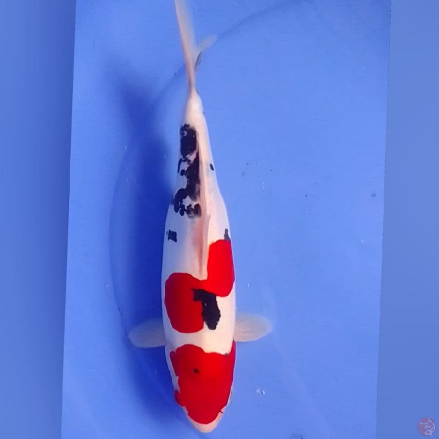SANKE DOID 31CM