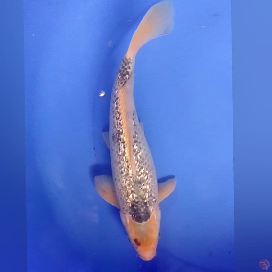 AZAGI GINDRIN m33