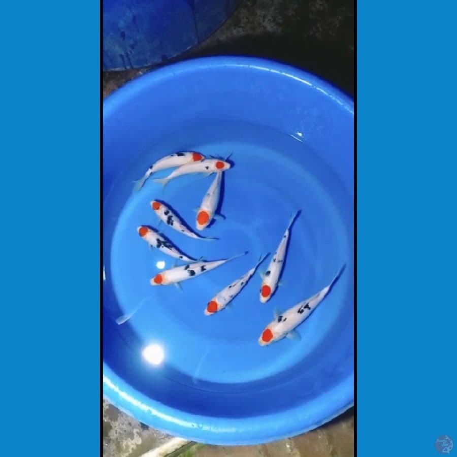 Tc mix