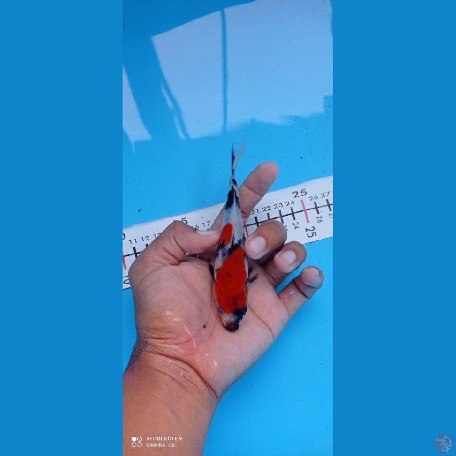 orijinal showa 13cm