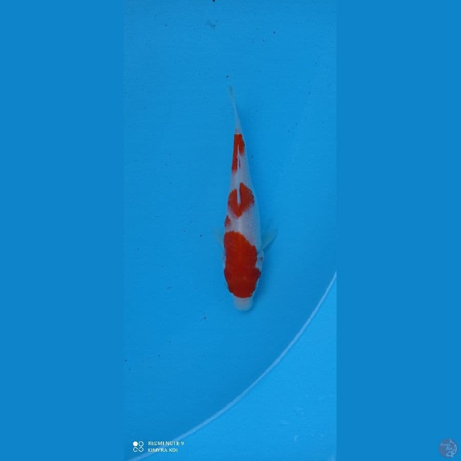kohaku orijinal 15cm