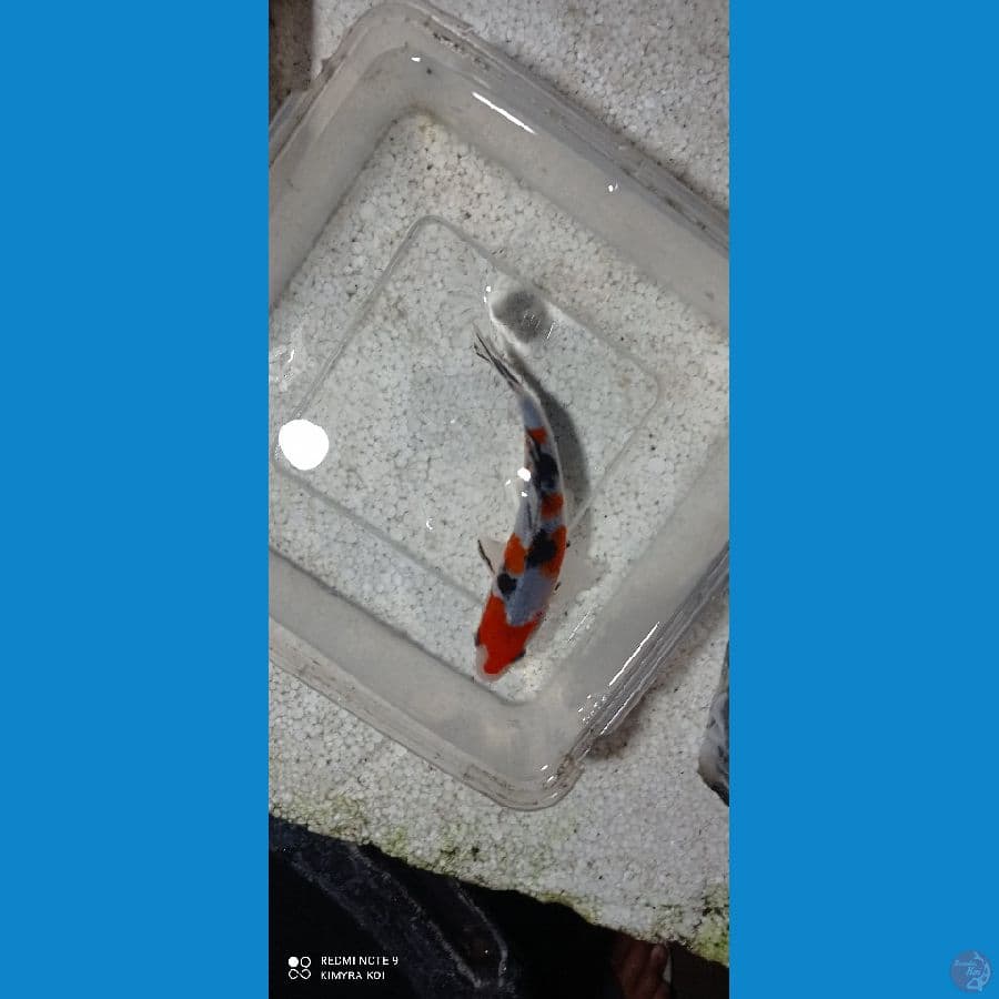 sanke 15cm