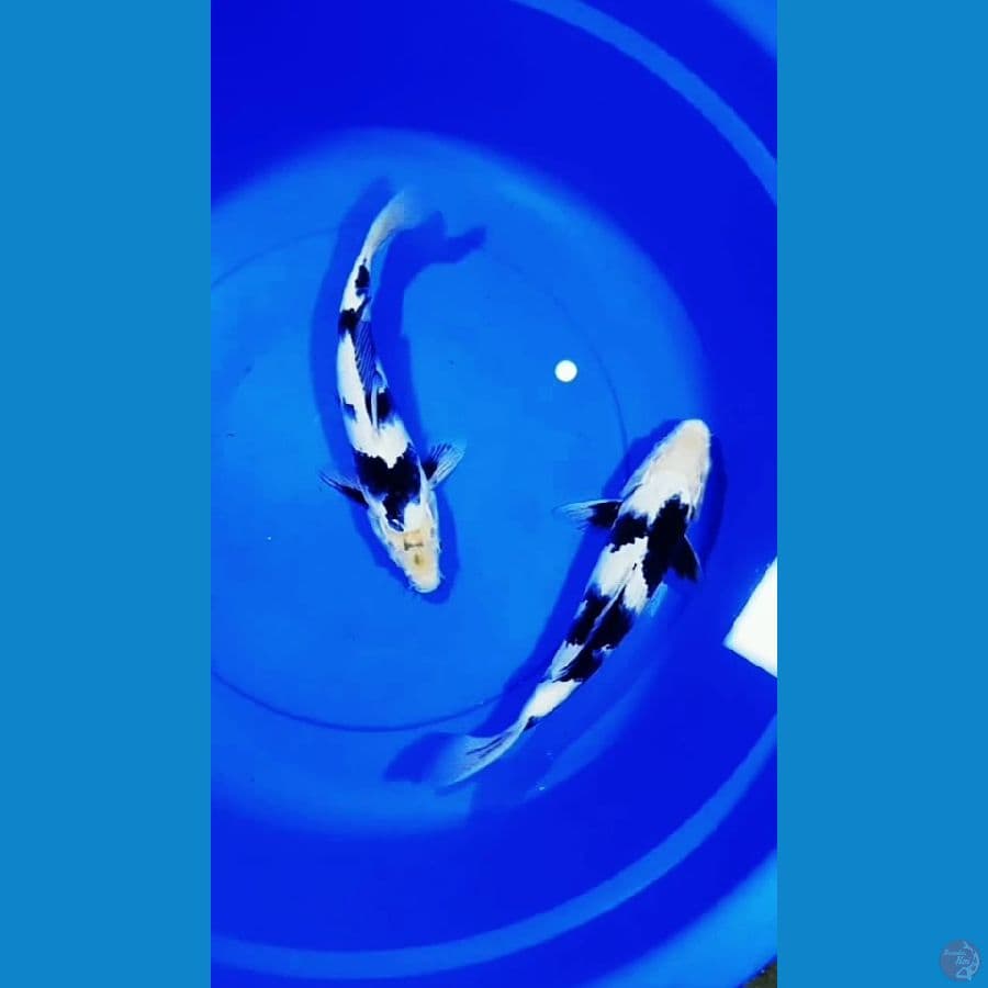 Shiro 30-30CM ALL MALE 