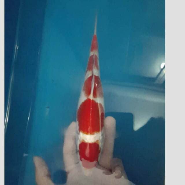 kohaku 5step keren 30cm