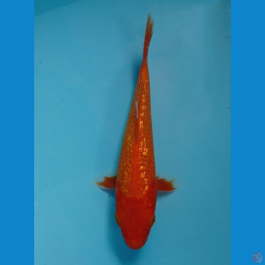 beni ginrin 20 cm