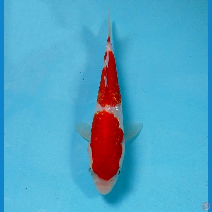 kohaku gintin 15 cm 