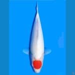 tancho kohaku 