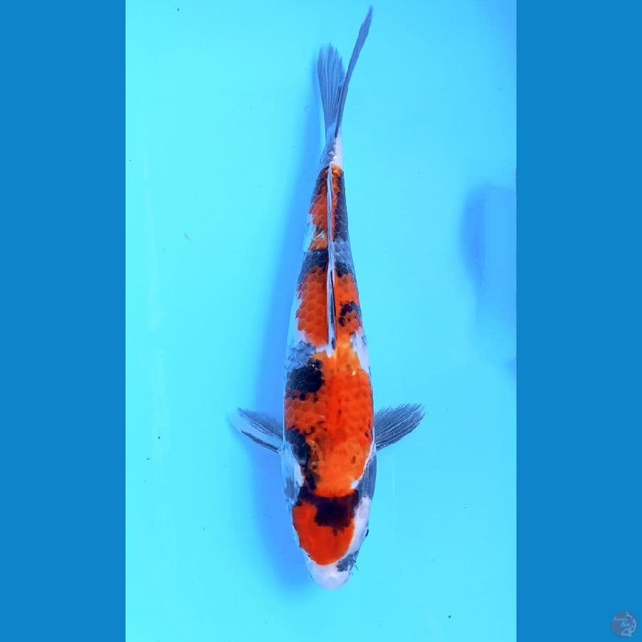 Showa 30cm