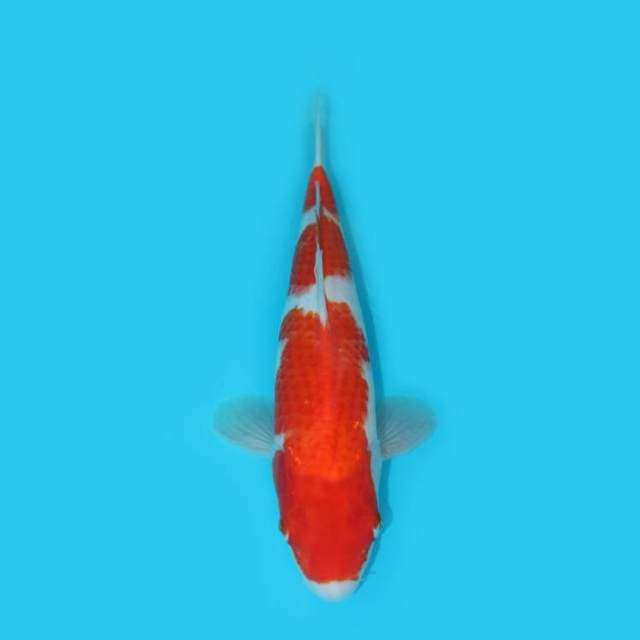 KOHAKU 31 CM