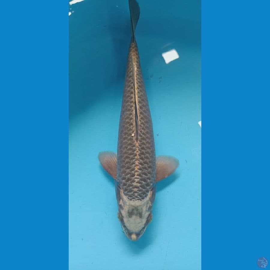 Mukasi Gold 28cm