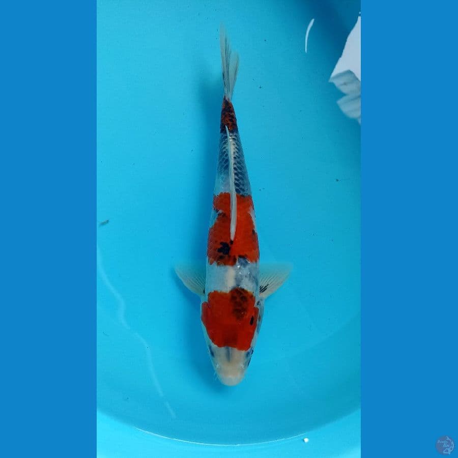 Showa 31cm