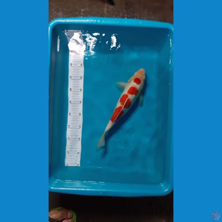 Kohaku original strong 35CM