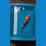 Kohaku original strong 35CM
