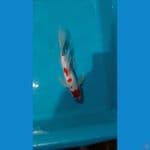 slayer kohaku original 27CM