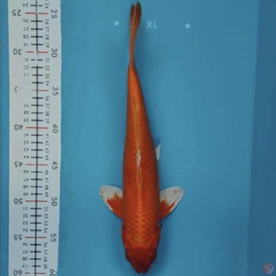 orenge 34cm/m