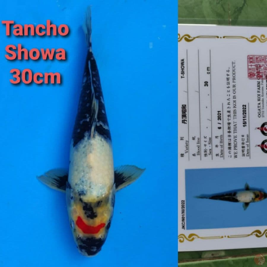 OGATA TANCHO SHOWA 30CM SERTI