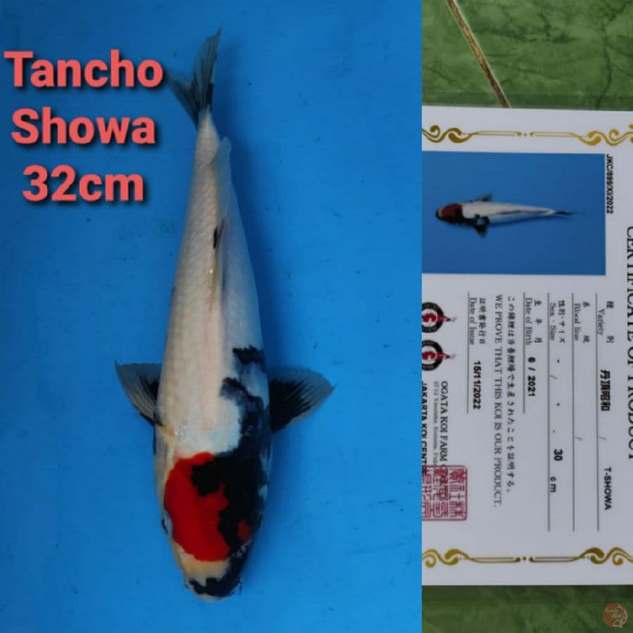 OGATA TANCHO SHOWA 32CM SERTI