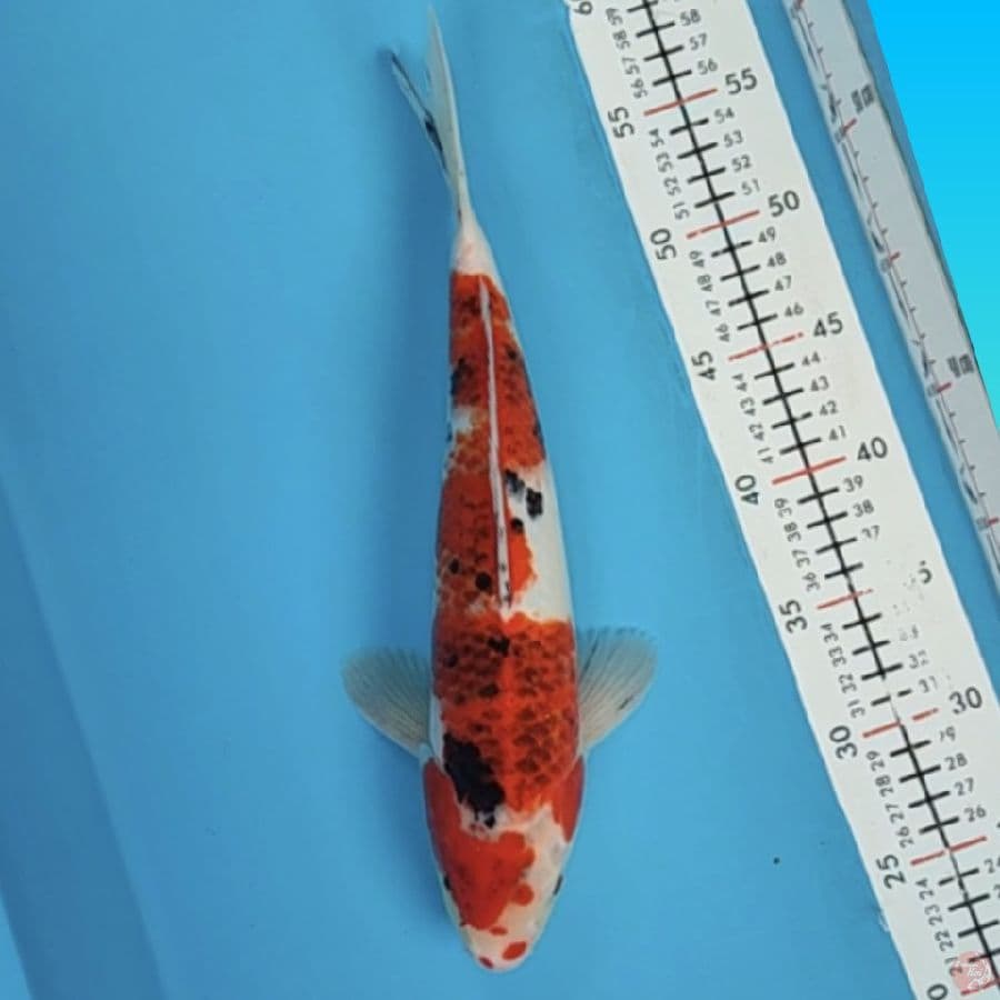 sanke 34cm/m