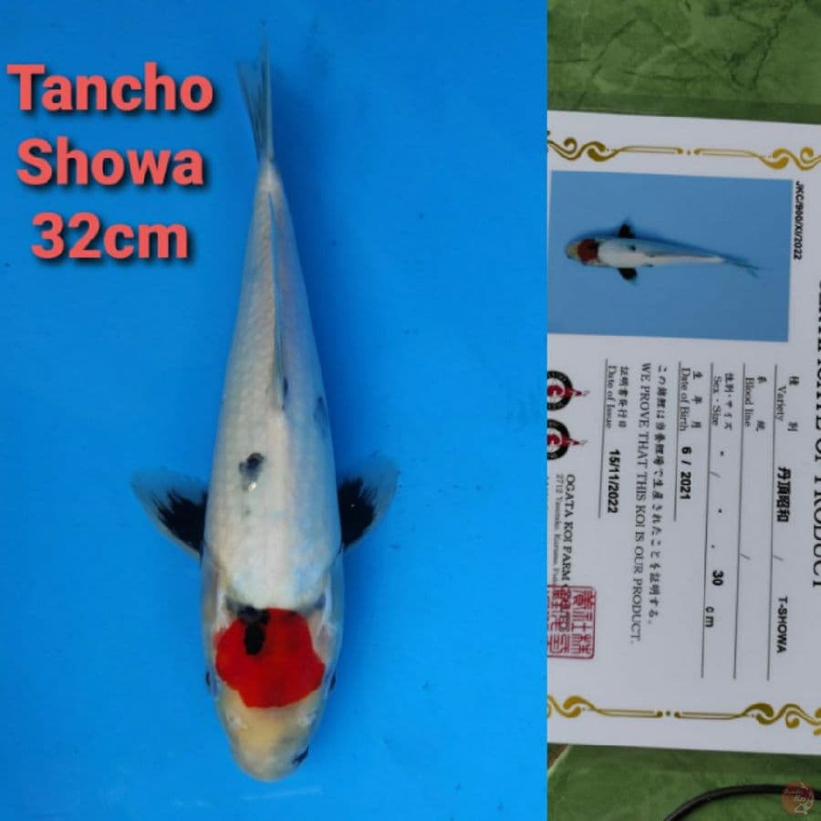 OGATA TANCHO SHOWA 32CM SERTI