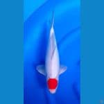 TANCHO KOHAKU MALE 38 CM 