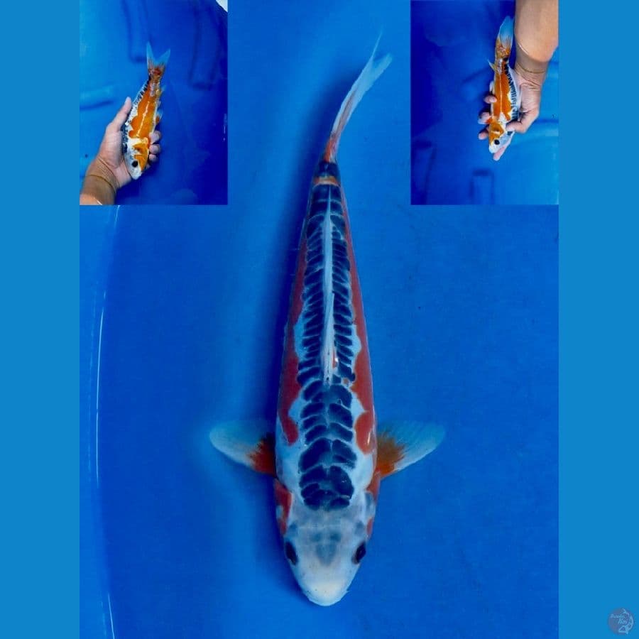 Shusui 29cm
