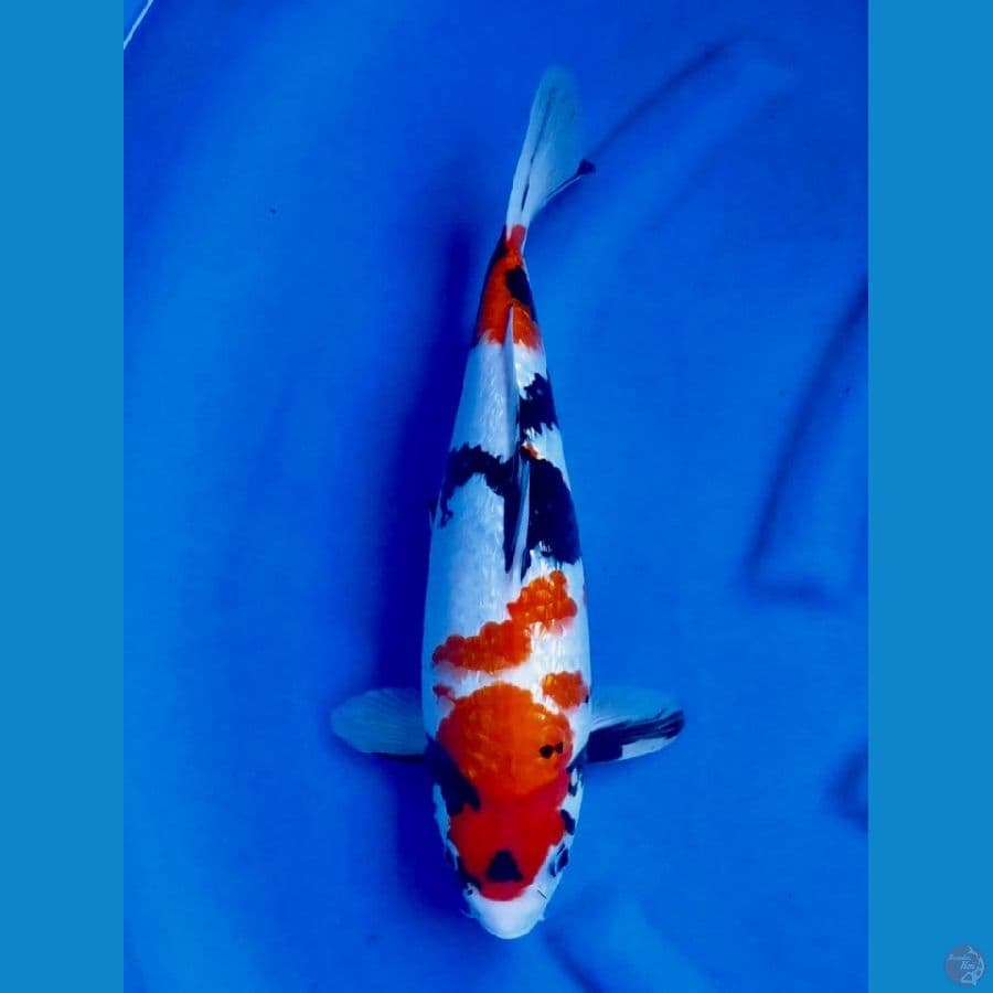 Showa full gingrin 39cm