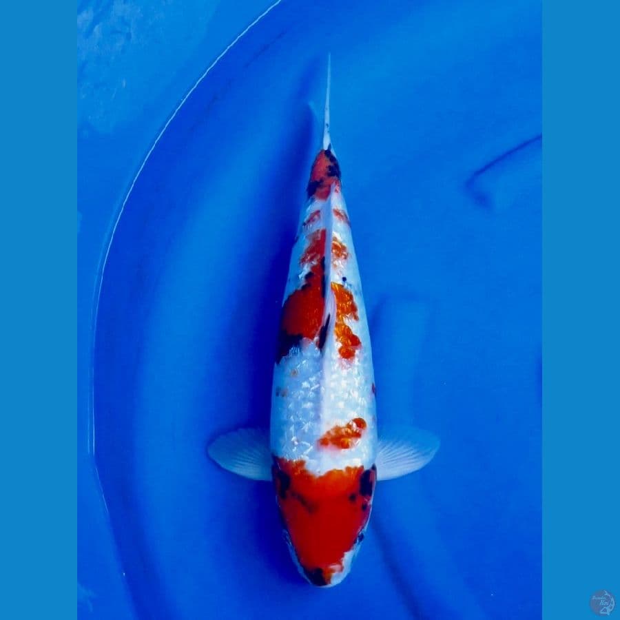 Showa gingrin tategoi 44cm 