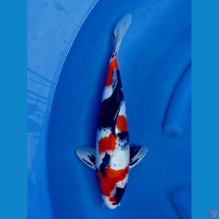 Showa 39cm 