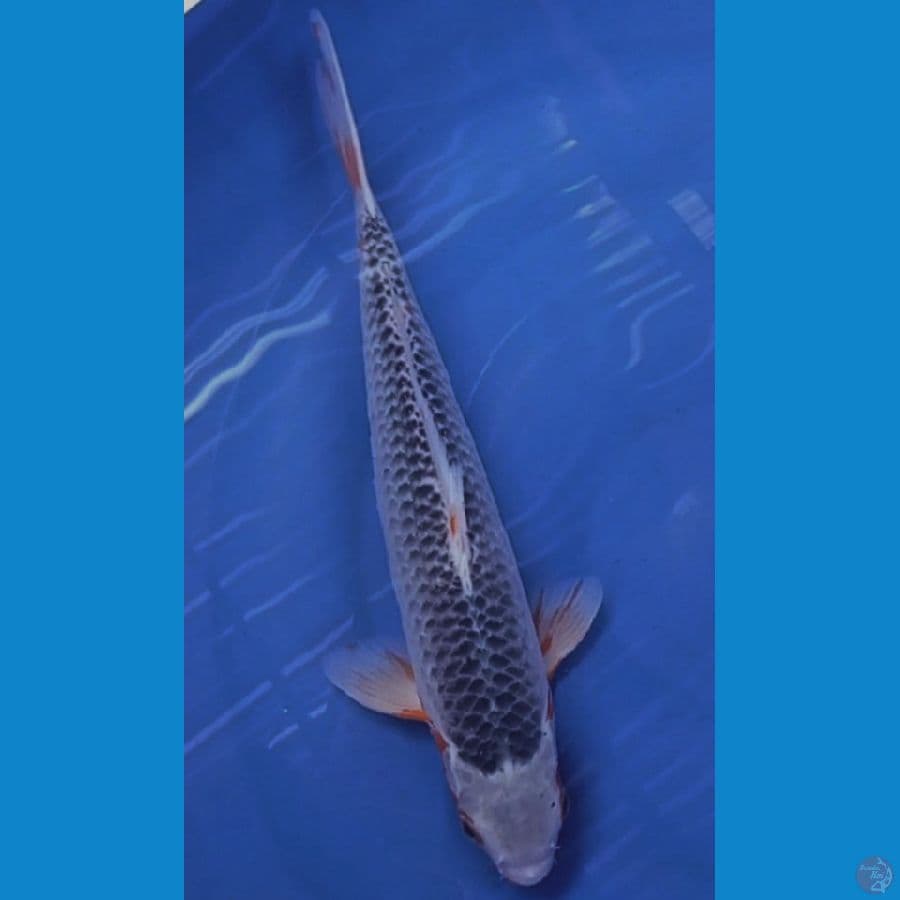 asagi jantan 33 cm