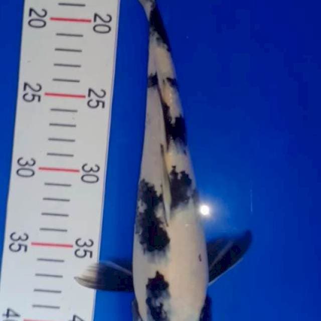Shiro 31 cm