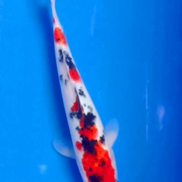 Kindai showa 26 cm