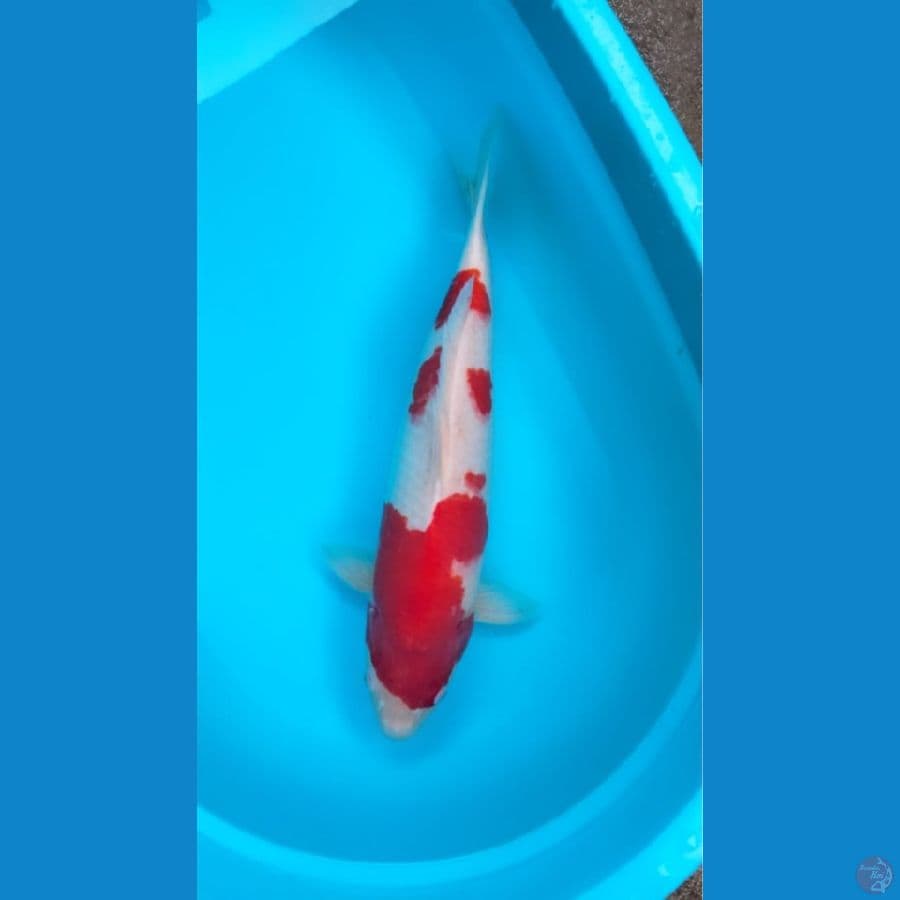 kohaku 50bu super Bulky