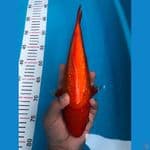 BENIGOI GINRIN 28cm