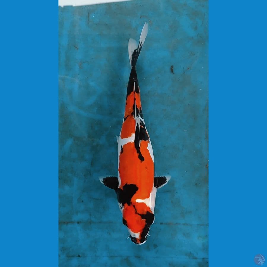 sowa doitsu 28cm