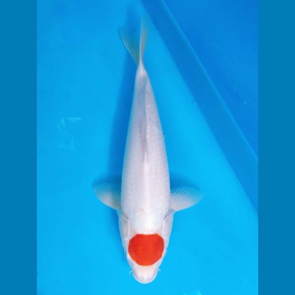 tancho kohaku original