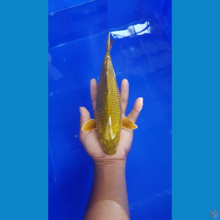 MIDORI 25 CM