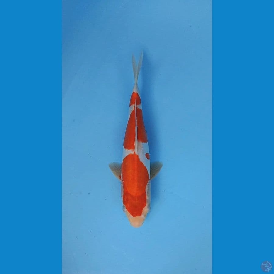 KOHAKU DOITSU 31CM
