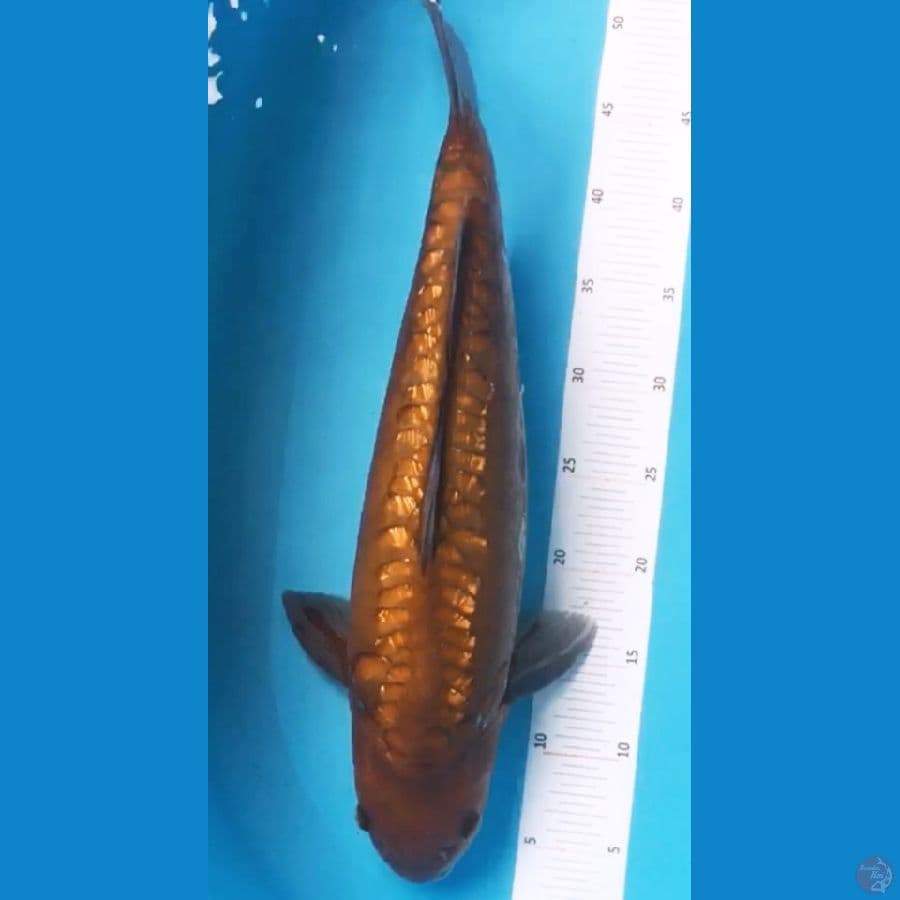 Chagoi Aragoke Ginrin 51cm