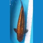 Chagoi Aragoke Ginrin 51cm