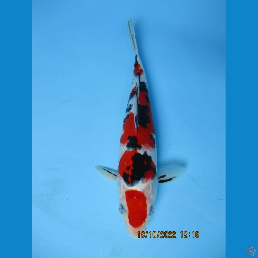 MKC KOI GRUB