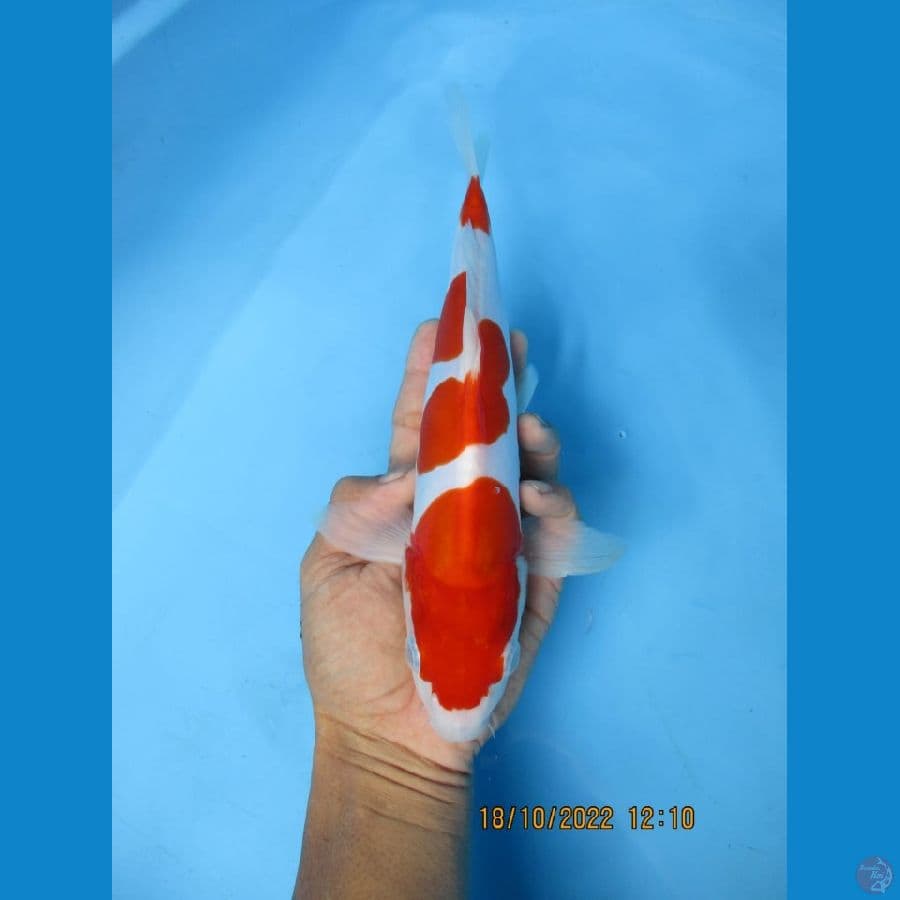 MKC KOI GRUB